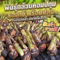 ราคา หน่อกล้วยหอมทองปทุมแท้ สายพันธุ์เดียวกับที่ขายในเซเว่น หวานหอม เนื้อแน่น ปลูกง่าย 10 หน่อ คัดพิเศษ (49005738144)
