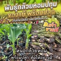 ราคา หน่อกล้วยหอมทองปทุมแท้ ปลูกได้ผลจริง กล้วยหวานหอมเหมือนเซเว่น คัดหน่อสมบูรณ์ 20 หน่อ พร้อมปลูก (27594182283)