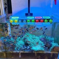 ราคา เครื่องป้อนเรืองแสงปลาประดับให้อาหารระงับน้ําทะเลสดสากล (57259203183)