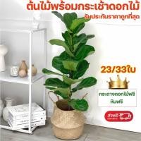 ราคา การรับรองshopee ซื้อแพงคืนเงินส่วนต่าง GAIDING ต้นไม้ปลอม ต้นไม้มงคล ฟรีกระถางดอก หินตกแต่ง ต้นไม้ตกแต่งมินิมอล (24739975266)