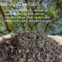 ราคา ใบก้ามปูหมัก ผุ พร้อมใช้ แบ่งขายราคาถูก (5945762831)