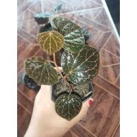 ราคา พลูลงยากำมะหยี่150ส่งฟรี อ่านรายละเอียดก่อนสั่ง (14909635584)