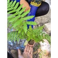 ราคา เฟิร์นใบมะขามชุด2ต้นงามๆสำหรับตกแต่งสวน ขนาดตามภาพ อ่านรายละเอียดก่อนสั่ง (57559403314)