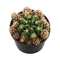 ราคา ยิมโนแม่ลูกดก แคคตัสสายพันธุ์ Gymnocalycium damsii (49254637902)