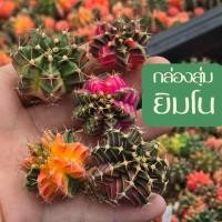 ราคา กล่องสุ่มยิมโนด่าง คละไซส์ คละสี 5 ต้นต่อกล่อง (27154166863)
