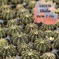 ราคา แคคตัส LB2178 แท้ ไม้เมล็ด ขนาด 2 cm ขึ้นไป (19144488684)