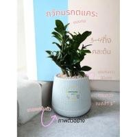 ราคา ต้นกวักมรกตแคระ พร้อมกระถาง แถมปุ๋ย คละต้น (26951672643)