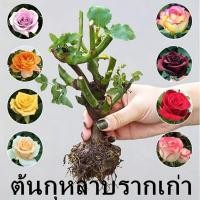 ราคา ต้นกล้ากุหลาบ ต้นกุหลาบรากเก่า ไม้ดอกสวย ไม้มงคล ออกดอกตลอดปี เลี้ยงง่าย สามารถตกแต่งบ้านและเป็นของขวัญวันวาเลนไทน์ (55911142614)