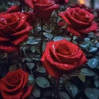 ราคา ต้นกล้ากุหลาบ ต้นกุหลาบรากเก่า ดอกไม้หลากสี ปลูกง่าย มีหลายสีให้เลือก เหมาะสำหรับปลูกในกระถางหรือสวน (52711211724)