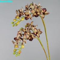 ราคา HARRIETTIO กิ่งพันธุ์ Phalaenopsis ประดิษฐ์ สัมผัสจริง (46211087653)