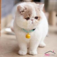 ราคา ลูกกระพรวน น้องแมวหลากสี มีราคาส่ง กระดิ่งสำหรับใส่ปลอกคอแมว กระพรวน กระดิ่ง Cat Ring (13968754677)