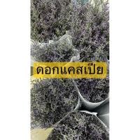 ราคา ส่งด่วน ดอกแคชเปียสด ดอกแคสเปียแห้ง 1มัด (40830586442)
