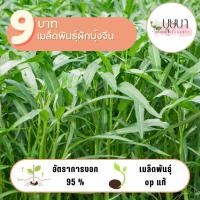 ราคา ผักบุ้งจีน 9บาท 400 เมล็ด (24985714738)