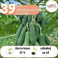 ราคา มะละกอดำเนินเตี้ย 100 เมล็ด 39 บาท (29361121846)