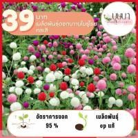 ราคา บานไม่รู้โรยคละสี 200เมล็ด (26810190604)