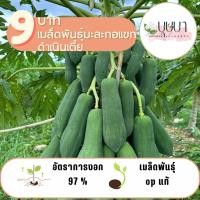 ราคา มะละกอแขกดำเนินเตี้ย 20 เมล็ด 9 บาท (26311126492)