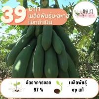 ราคา มะละกอแขกดำเนิน 100 เมล็ด 39 บาท (28861122131)