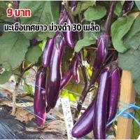 ราคา เมล็ดพันธุ์มะเขือยาวม่วงดำ 9บาท 30เมล็ด (28776271013)
