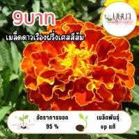 ราคา ดาวเรืองฝรั่งเศสส้ม 9บาท 50เมล็ด (44155892119)