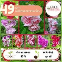 ราคา ดอกเทียนซ้อน 49บาท 120เมล็ด (27910382727)