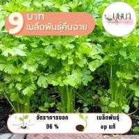 ราคา เมล็ดพันธุ์คื่นฉ่าย 500 เมล็ด 9 บาท (28620248465)