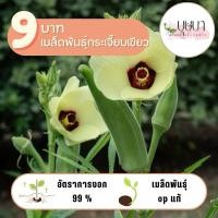 ราคา เมล็ดพันธุ์กระเจี๊ยบเขียว 9บาท 50เมล็ด (29361795854)