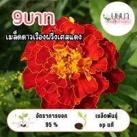 ราคา ดอกดาวเรืองฝรั่งเศสแดง 9บาท 50เมล็ด (43105892024)