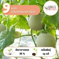 ราคา เมล็ดพันธุ์เมล่อนญี่ปุ่น 9บาท 10เมล็ด (24586246695)