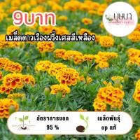 ราคา ดาวเรืองฝรั่งเศสเหลือง 9บาท 50เมล็ด (29787953795)