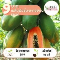 ราคา มะละกอฮอลแลนด์ 20 เมล็ด 9 บาท (29411117381)