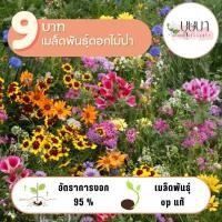 ราคา รวมดอกไม้ป่า 9 บาท 100เมล็ด (29010382390)