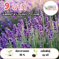 ราคา เมล็ดดอกลาเวนเดอร์ 9 บาท (53752351255)