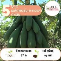 ราคา มะละกอแขกดำเนิน 10 เมล็ด 5 บาท (27161127053)