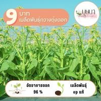 ราคา เมล็ดพันธุ์กวางตุ้งดอก 1 000 เมล็ด 9 บาท (29070243693)
