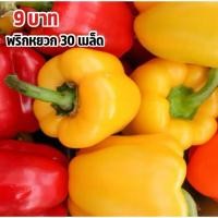 ราคา เมล็ดพริกหยวก 9บาท 30เมล็ด (25541457215)