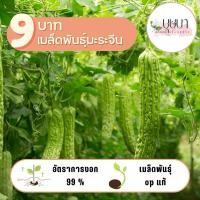 ราคา มะระจีนใหญ่ 9 บาท 5 เมล็ด (26011949354)