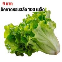 ราคา เมล็ดพันธุ์ผักกาดหอมสลัด 9บาท 100เมล็ด (26676266533)