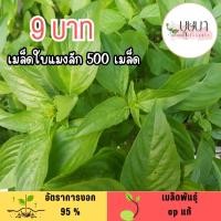 ราคา เมล็ดใบแมงลัก 500 เมล็ด (50650243195)