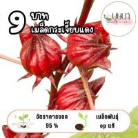 ราคา เมล็ดกระเจี๊ยบแดง 9บาท 50เมล็ด (27337856833)