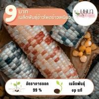 ราคา เมล็ดพันธุ์ข้าวโพดข้าวเหนียว 9 บาท 50 เมล็ด (24986241330)