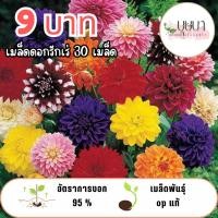 ราคา เมล็ดพันธุ์ดอกรักเร่ 9 บาท (52752341902)
