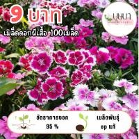 ราคา เมล็ดพันธุ์ดอกผีเสื้อ 9บาท (56152356513)