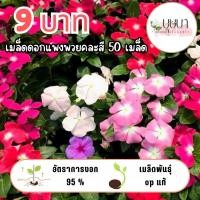 ราคา เมล็ดดอกแพงพวยคละสี 9บาท (50102342172)