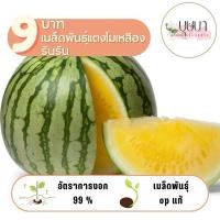 ราคา เมล็ดพันธุ์แตงโมเหลืองรันรัน 9บาท 5เมล็ด (29511793108)