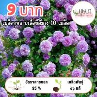 ราคา เมล็ดกุหลาบเลื้อยม่วง 9บาท (51102341775)