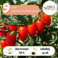 ราคา เมล็ดพันธุ์มะเขือเทศเชอร์รี่ 9 บาท 10 เมล็ด (27061795004)
