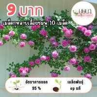 ราคา เมล็ดดอกกุหลาบเลื้อยชมพู 9บาท (54952341771)
