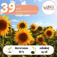 ราคา ทานตะวันชมดอก 39บาท 300เมล็ด (27860331276)