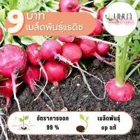 ราคา เมล็ดพันธุ์แรดิช 9บาท 60เมล็ด (27761800757)
