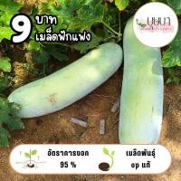 ราคา เมล็ดพันธุ์ฟักแฟง 9บาท 20เมล็ด (29187856897)